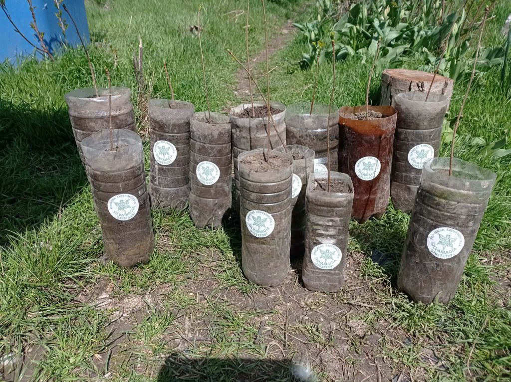 1776689651632 puieti%20copaci