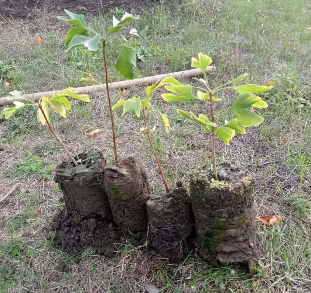 1776689759165 puieti%20Gingko%20biloba