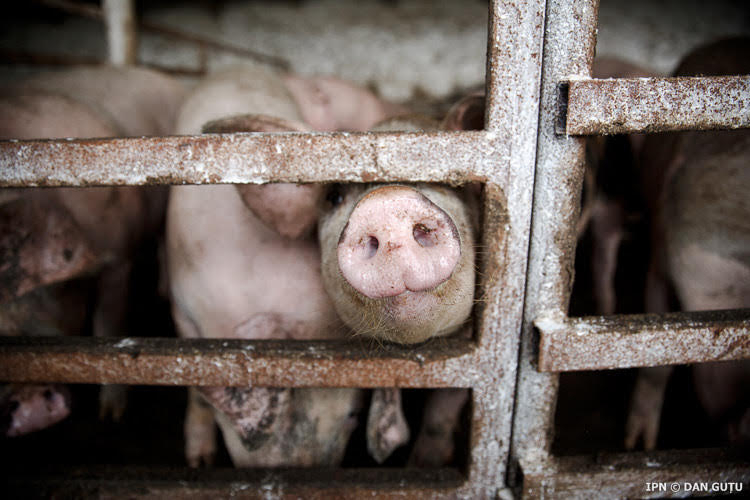 Ferma din Roșcani, afectată de pesta porcină, încă nu a primit despăgubiri de la stat
