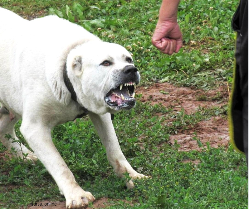 Fără ciobănești caucazieni, pitbulli și mastiffi în R. Moldova. ANSA interzice creșterea și reproducerea mai multor rase de câini