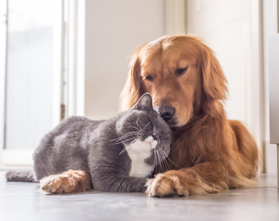 Utilizarea blănurilor de pisică și de câine va deveni ilegală în R. Moldova. ANSA: Pisicile și câinii sunt animale de companie