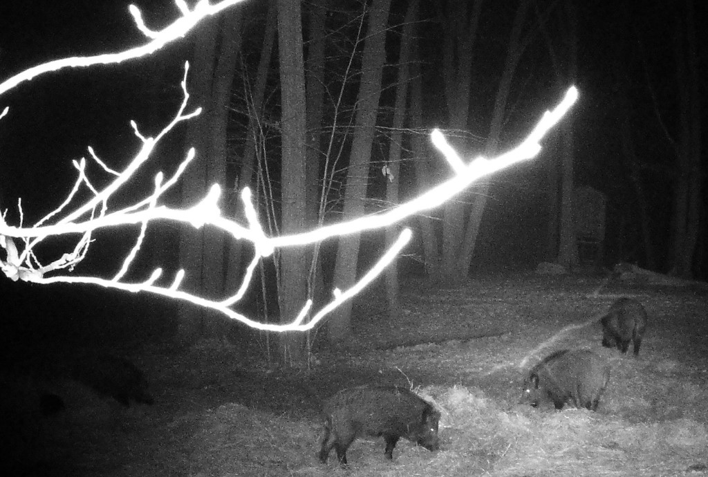 Șase mistreți morți, găsiți la Iargara. Agenția „Moldsilva” avertizează despre riscul răspândirii pestei porcine africane