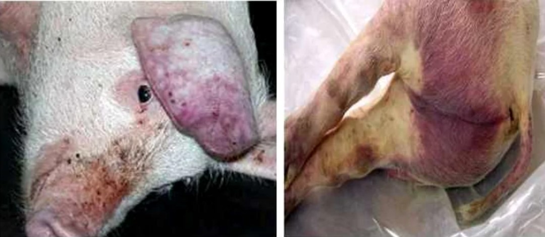 Pestă porcină la Sângera: porci sacrificați, despăgubiri doar pentru animale înregistrate