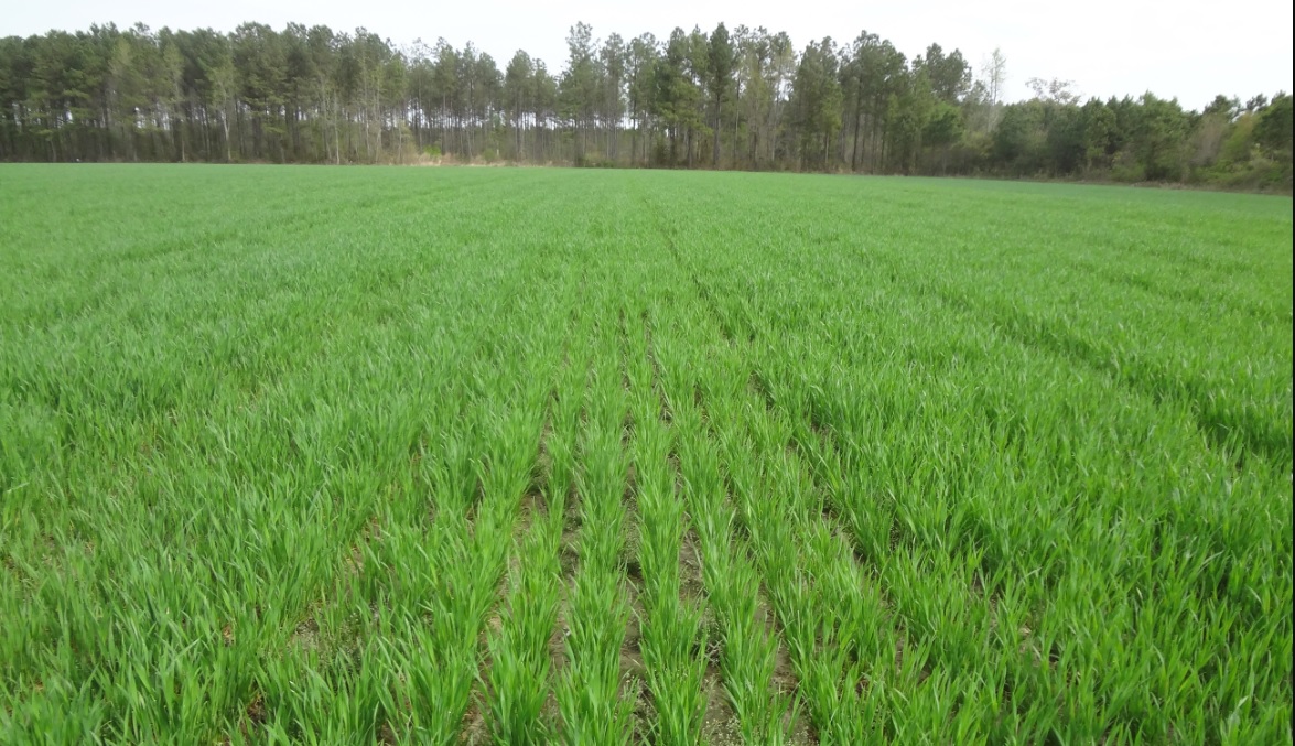 Granturi de până la 50 000 de euro pentru IMM-urile din sectorul agroalimentar