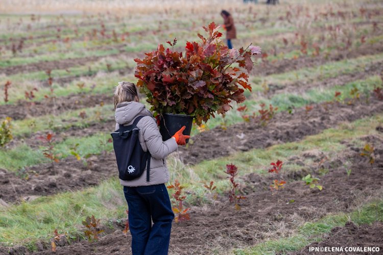 Au început pregătirile pentru campania de împădurire „Primăvara 2026”