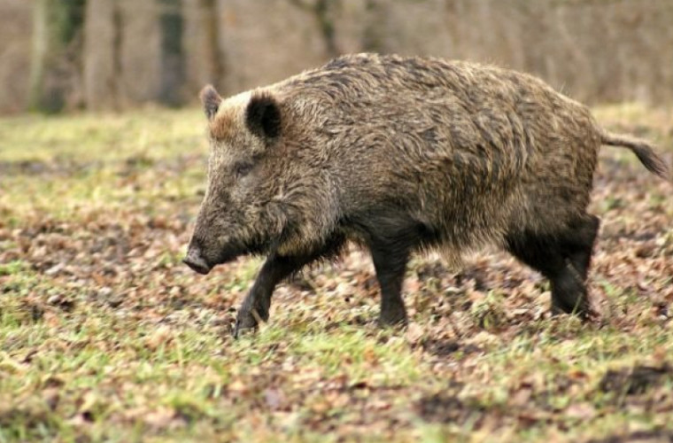 Focar de pestă porcină la Cimișlia. Cadavrul unui mistreț, depistat într-un ocol silvic