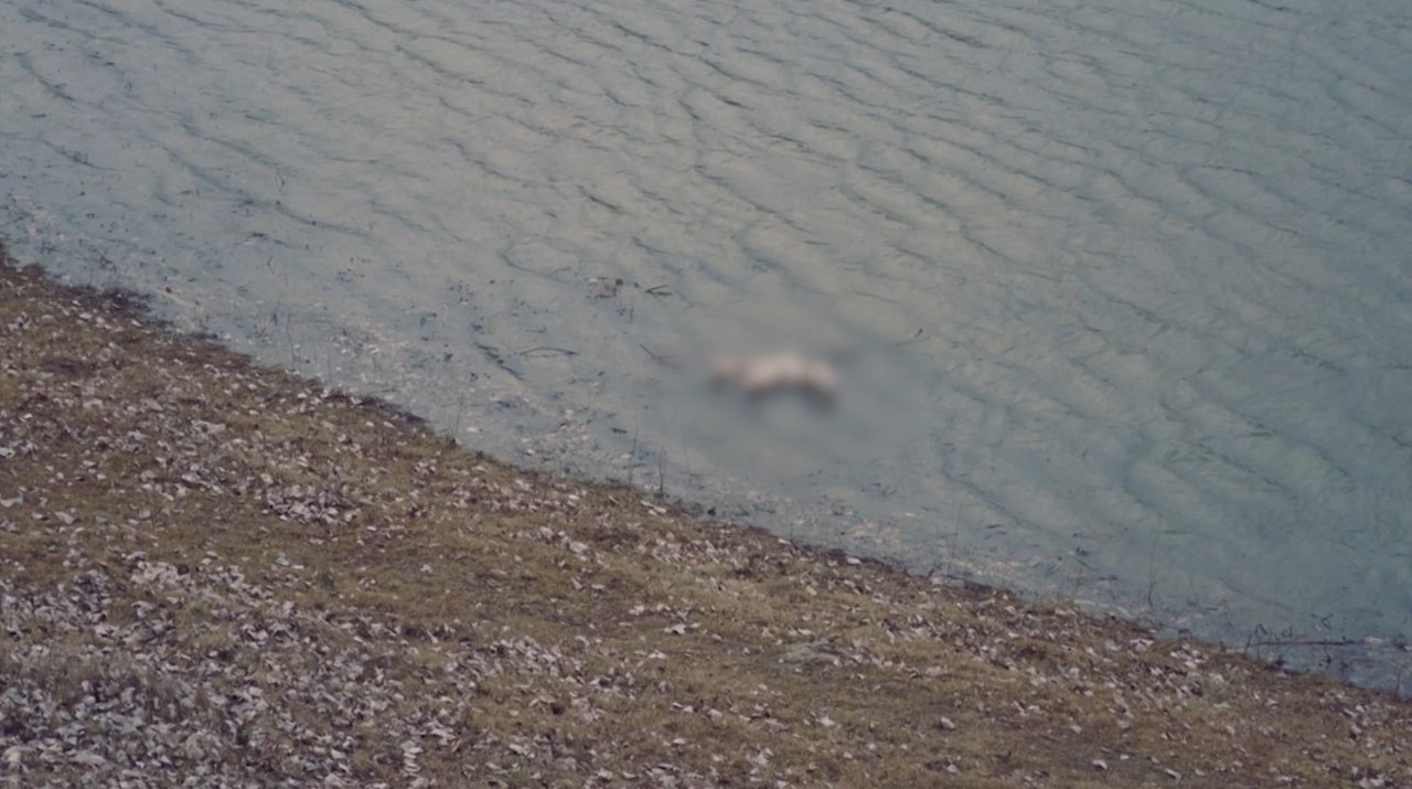 Păsări moarte au fost observate pe suprafața fluviului Nistru, în apropiere de satul Pohrebea