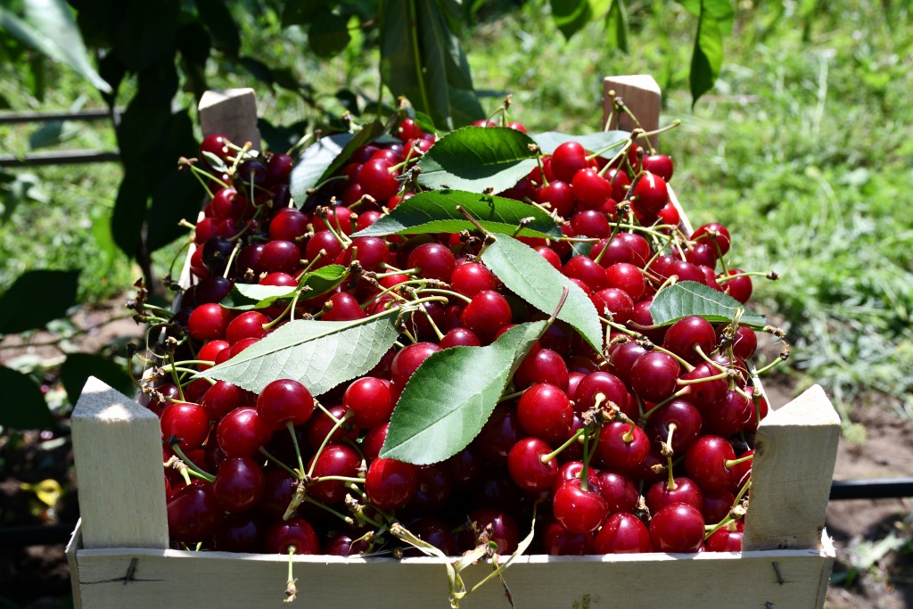 Prețul de export al vișinelor din R. Moldova, dublu față de media ultimilor trei ani