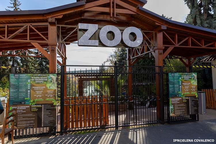 Volieră nouă pentru lei la Grădina Zoologică din Chișinău
