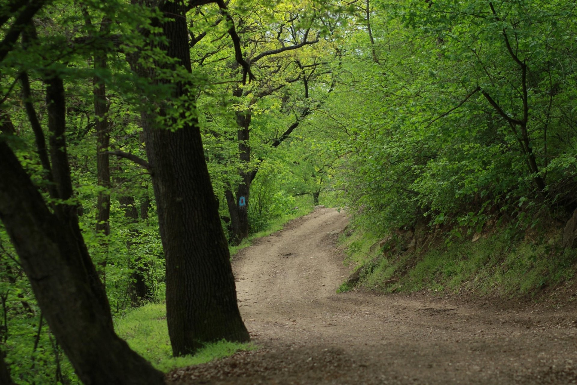 Campania „O pădure merită să fie cunoscută - curată și îngrijită”. Angajații „Moldsilva”, implicați în acțiuni de salubrizare