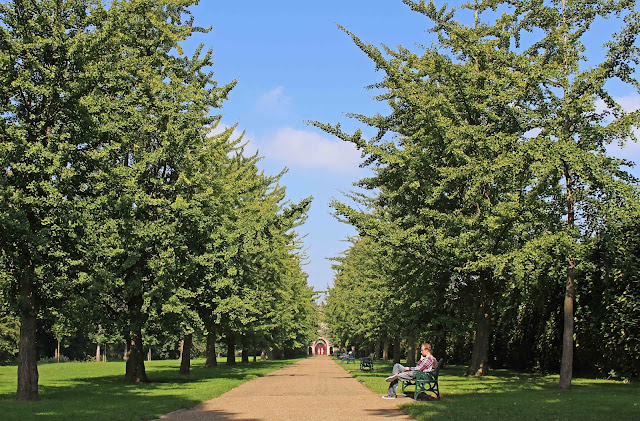 Chișinăul ar putea avea primul parc de arbori, dintr-o specie care a supraviețuit după era dinozaurilor