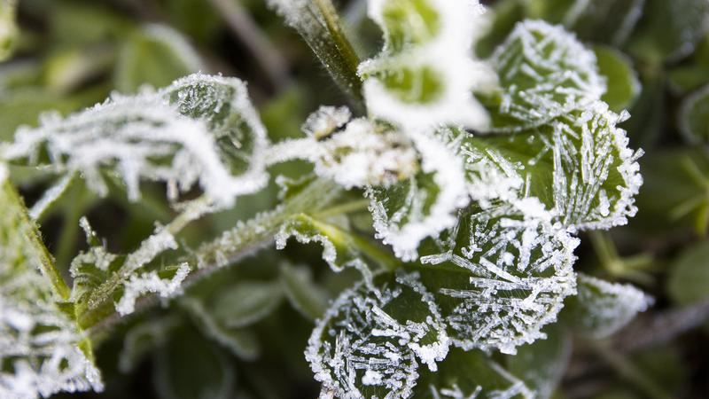 Atenție! Noaptea se așteaptă înghețuri
