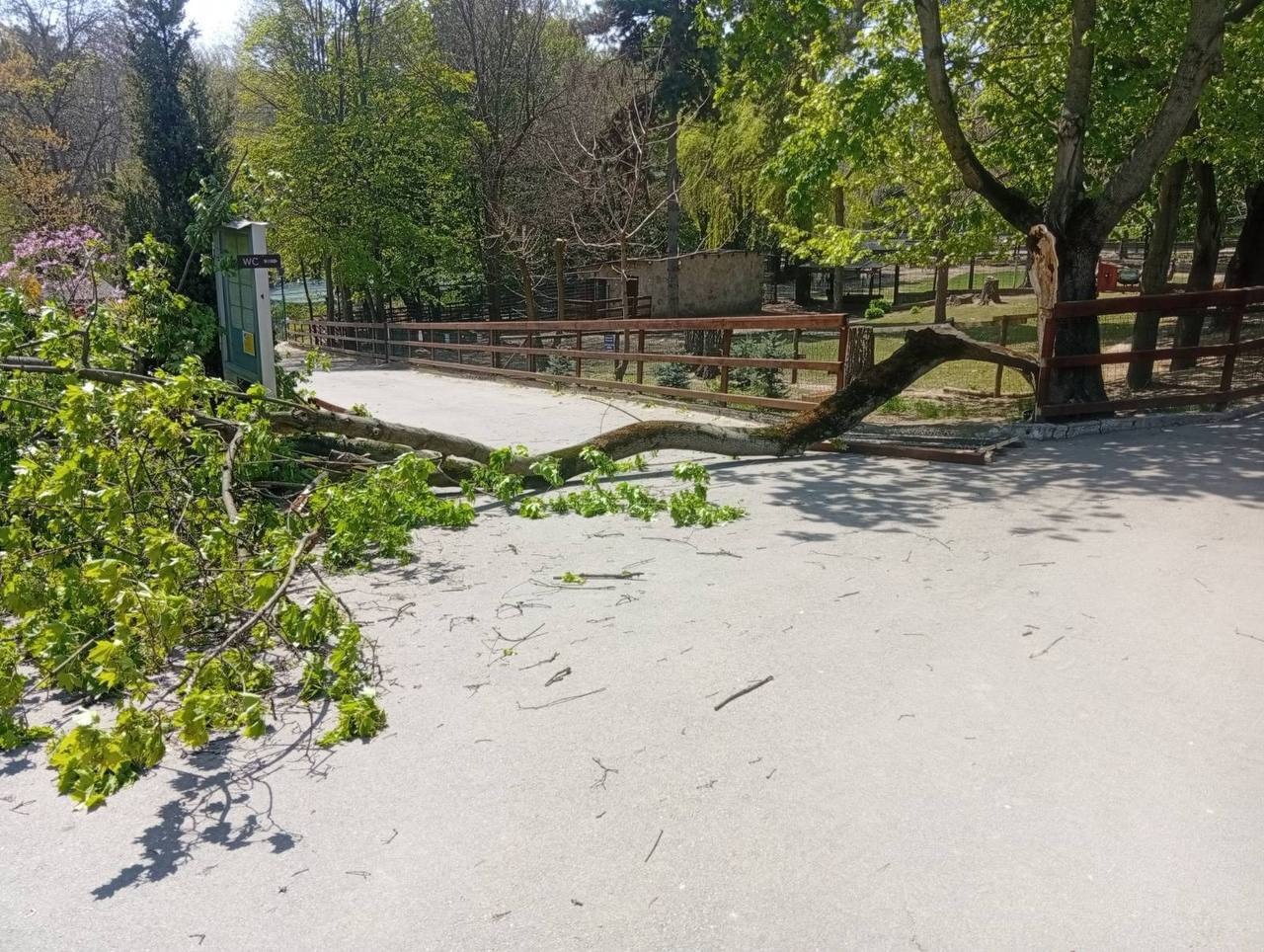 Chișinău // Un copac s-a prăbușit peste un copil de 6 ani. Băiatul, transportat la spital în stare gravă