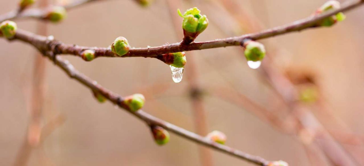 Codul galben de înghețuri, prelungit până pe 4 mai: temperaturi de până la -3°C în următoarele nopți