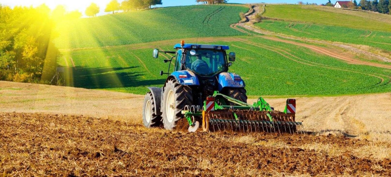 Înghețurile târzii au afectat peste 1 800 de hectare de rapiță la Căușeni