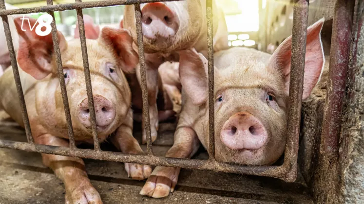 Peste 120 de mii de porci, sacrificați anul trecut din cauza PPA. Statul a plătit compensații doar pentru trei gospodării