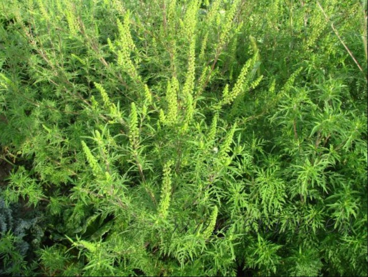 Speciile invazive de plante și animale nu vor mai putea fi introduse în Republica Moldova