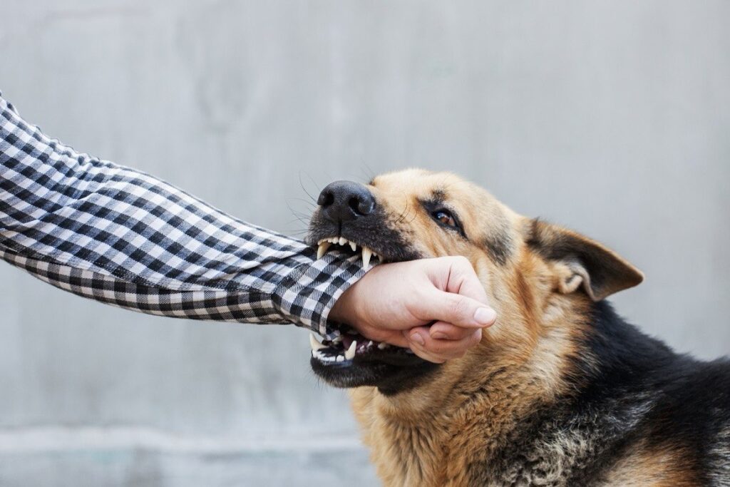 Peste 4 mii de persoane, agresate de animale de la începutul anului. ANSP avertizează asupra riscului de rabie