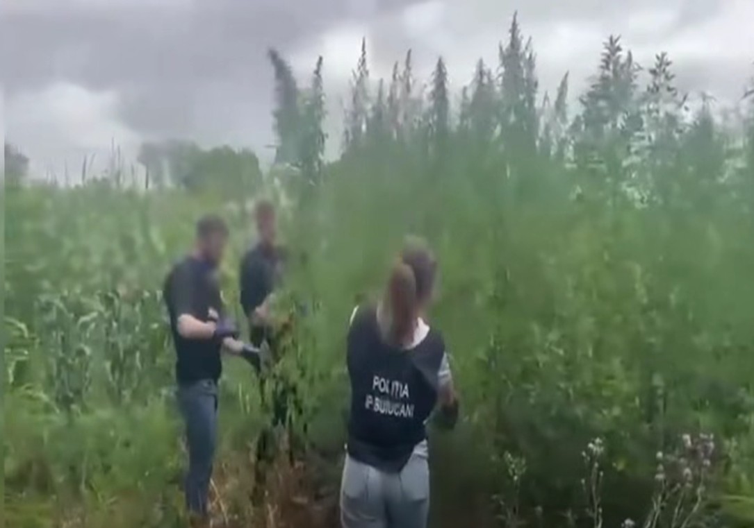 VIDEO // Plantație de cânepă camuflată într-un lan de porumb, descoperită la Trușeni. Proprietarul terenului, cercetat penal