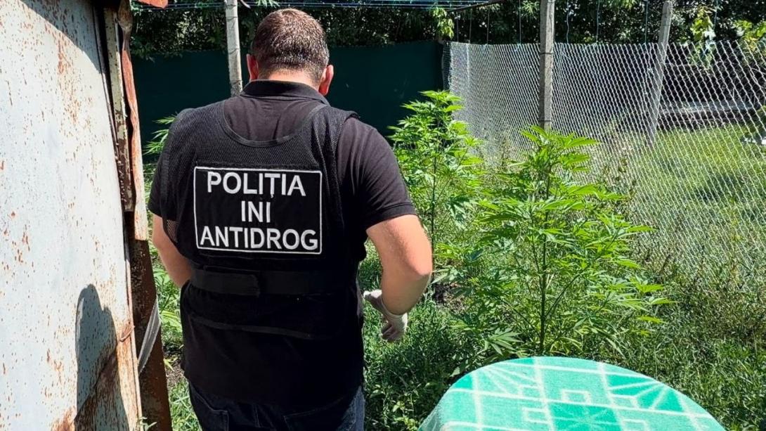 VIDEO // Recidivist din Chișinău, arestat pentru cultivarea și vânzarea marijuanei și a ciupercilor halucinogene