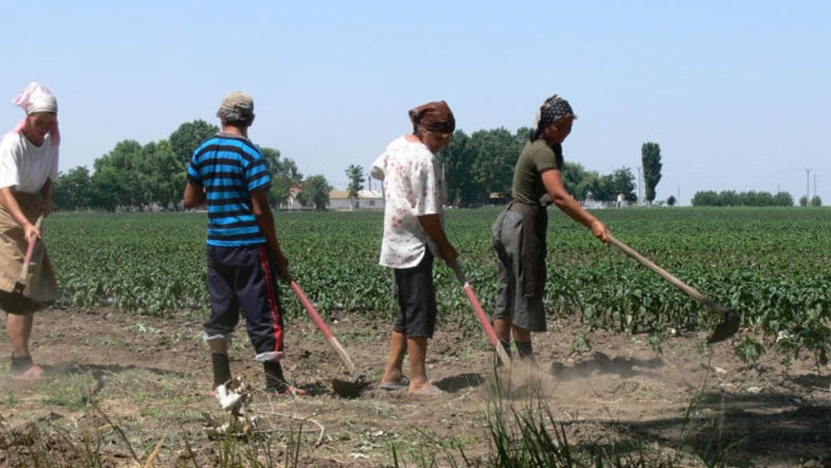 Muncitorii străini pot fi angajați pentru muncă sezonieră printr-o procedură simplificată