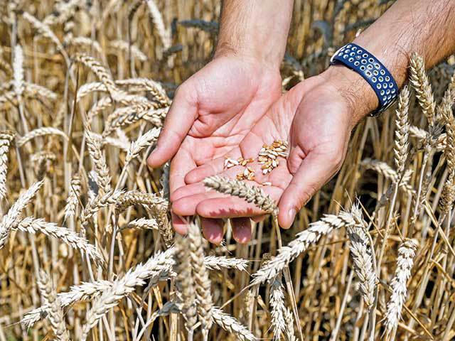 Fermierii cer reintroducerea licențierii importurilor de cereale și oleaginoase: Grâul ieftin din Ucraina poate lovi agricultura R. Moldova