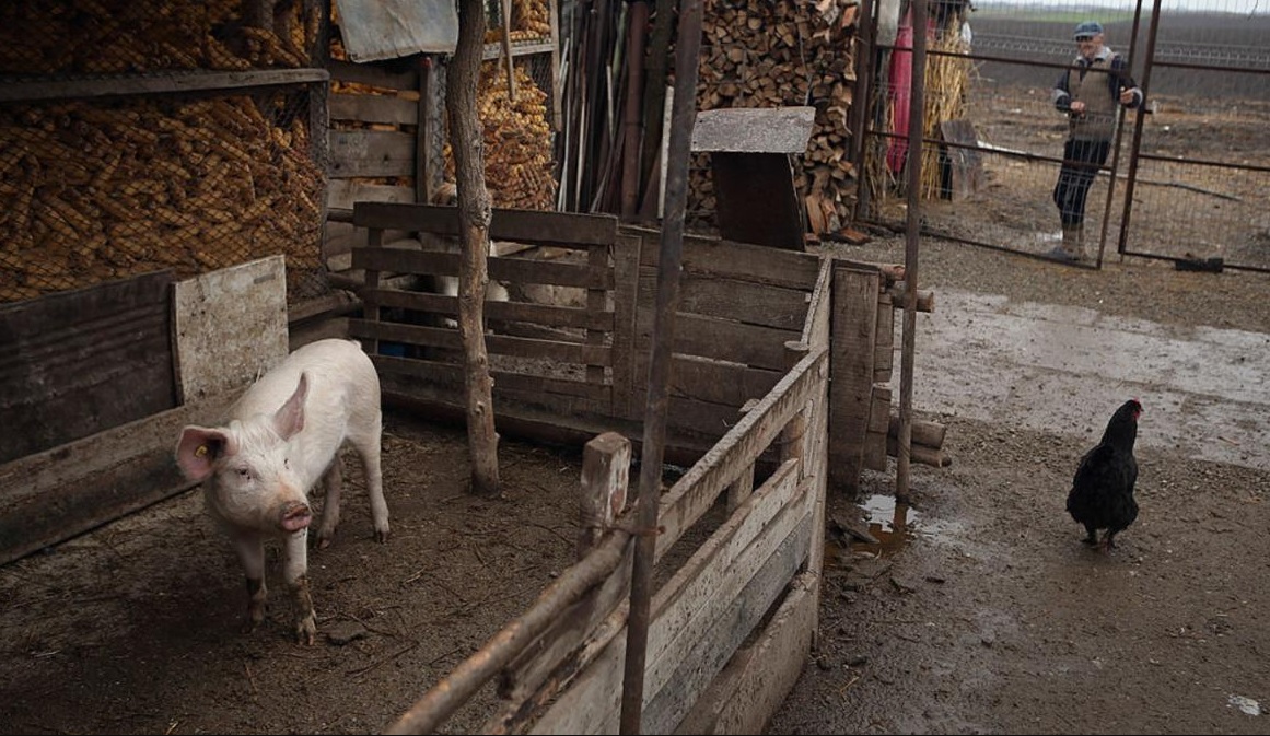 Cinci focare noi de boli la animale, înregistrate în R. Moldova