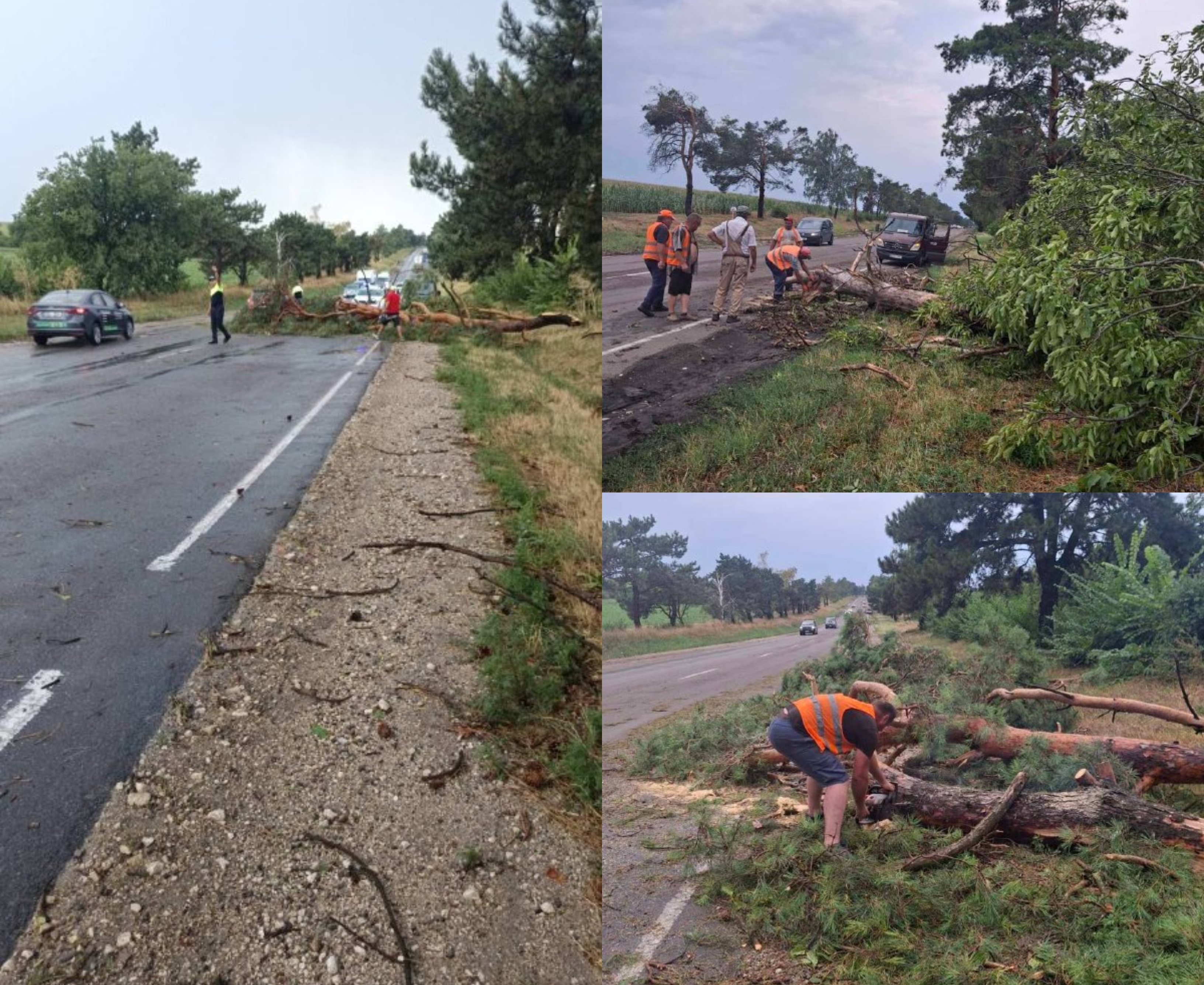 Ploile au doborât copaci pe mai multe trasee. Drumarii au intervenit pentru restabilirea circulației