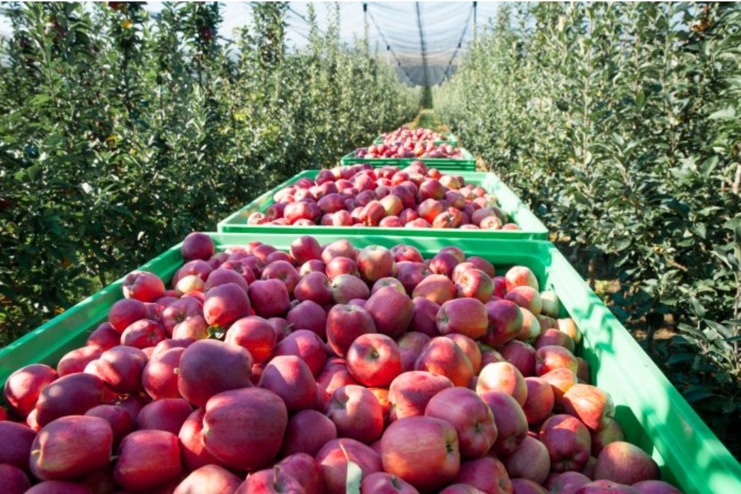 Producătorii de mere din Moldova prognozează o recoltă în creștere în acest an