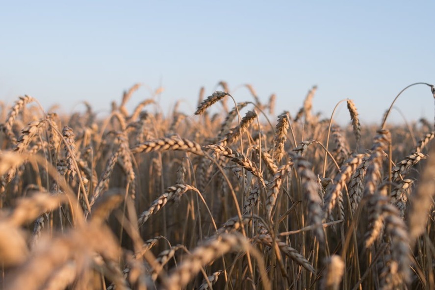 Reuters: Ucraina ia în considerare transportul cerealelor pe calea ferată, prin R. Moldova, până la Constanţa