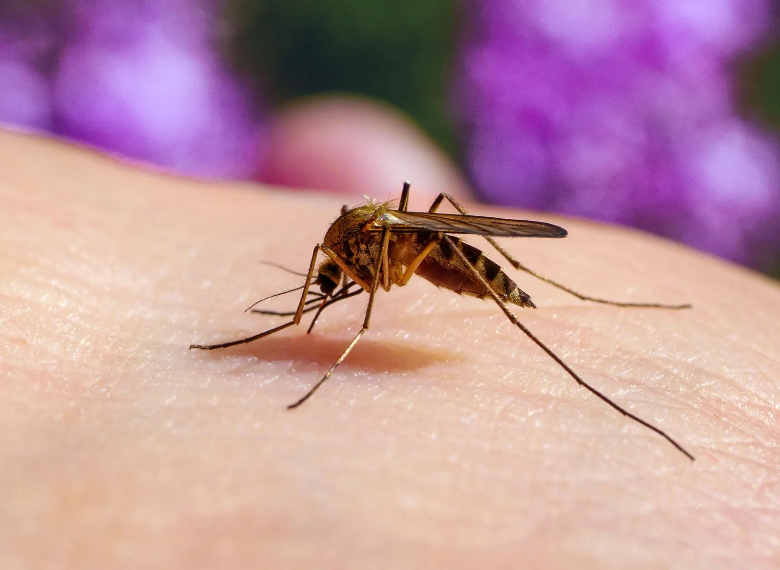 ANSP avertizează: Virusul West Nile se răspândește în Europa. Nouă decese și 110 cazuri în Grecia